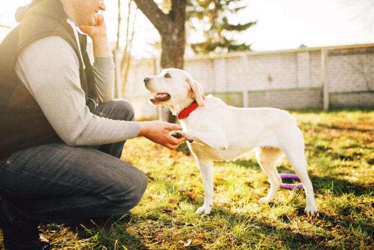 male-cynologist-with-trained-working-dog